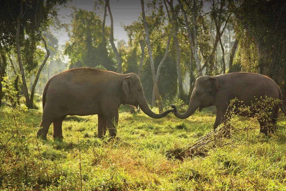 Anantara Golden Triangle Elephant Camp and Resort above the jungle